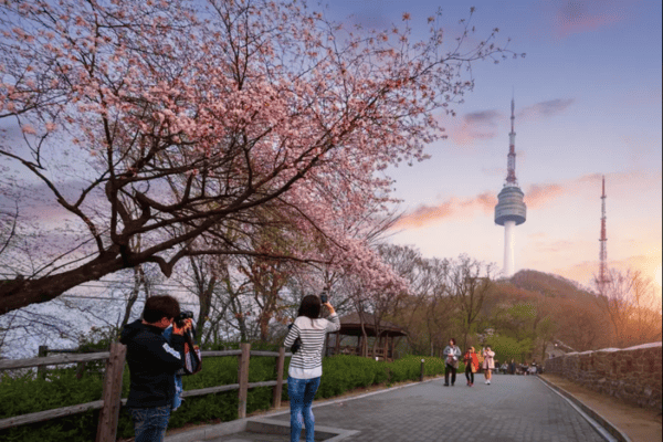2. N Seoul Tower – Con đường hoa anh đào lãng mạn